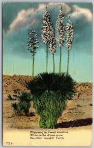 Vtg Wichita Falls Texas TX Desert Yucca Spanish Bayonet 1950s View Postcard