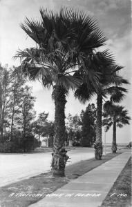Florida~Palm Trees Along Walk to Beach~1940s RPPC Postcard