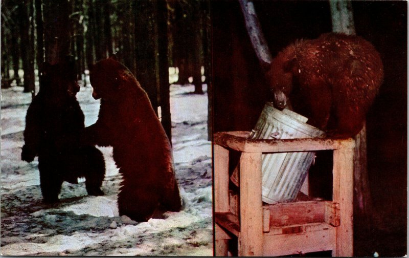 Vtg Yellowstone Bear Explore Trash Can for Leftover Food Wyoming WY Postcard