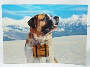 Barry St Bernard Dog Valle D'Aosta Italy Vintage Postcard
