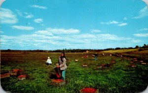 Massachusetts Cape Cod Cranberry Bog At Picking Time 1955