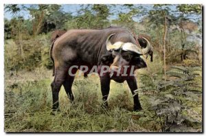 Old Postcard African Wildlife Cape Buffalo Black