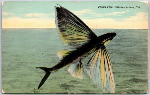1910's Flying Fish Catalina Island California Tourist Attraction Posted Postcard