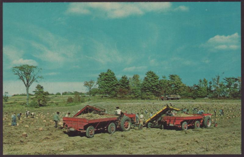 Potato Harvest,Washington Island,WI Postcard