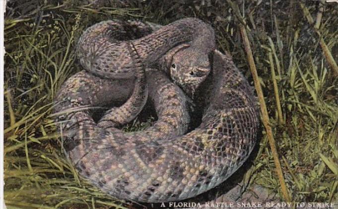 Florida A Florida Rattle Snake Ready To Strike