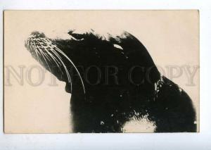 198149 CIRCUS Trained SEAL Vintage REAL PHOTO