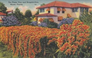 Florida Miami Beautiful HOme Surrounded By Flame Vine and Bougainvillea