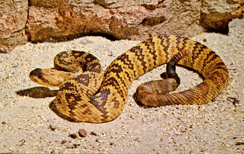 Black-Tailed Rattlesnake 