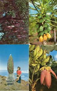 Hawaii Sausage Tree Papaia Banana Blossom Silversword 4x Postcard s