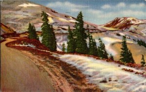 Timberline In The Rockies Colorado Vintage Postcard Standard View Card