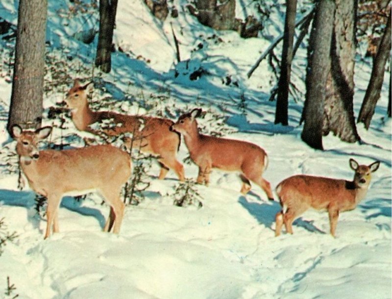 Vintage Deer in Snowy Woods Old Town Maine Postcard 5-64