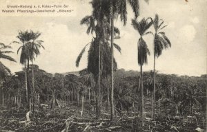 cameroon, BIBUNDI, Jungle Clearing near Cocoa Farm (1911) Postcard