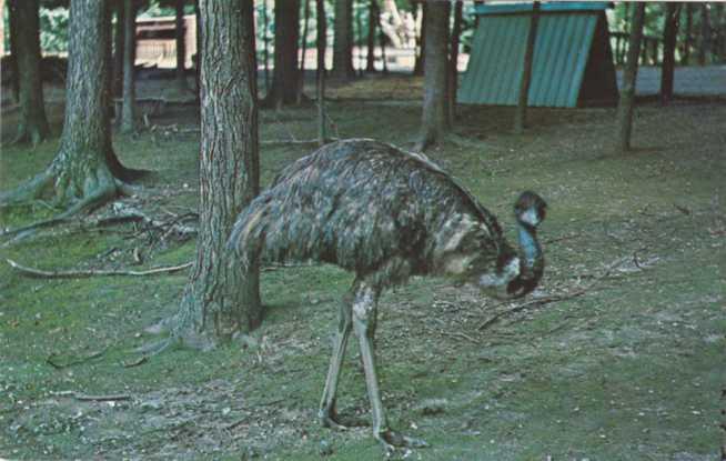 Emu not Ostritch - Gobblers Knob Deer Park Parke Co Indiana