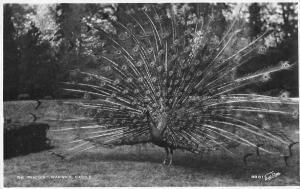 BR95865 the peacock warwick castle   uk