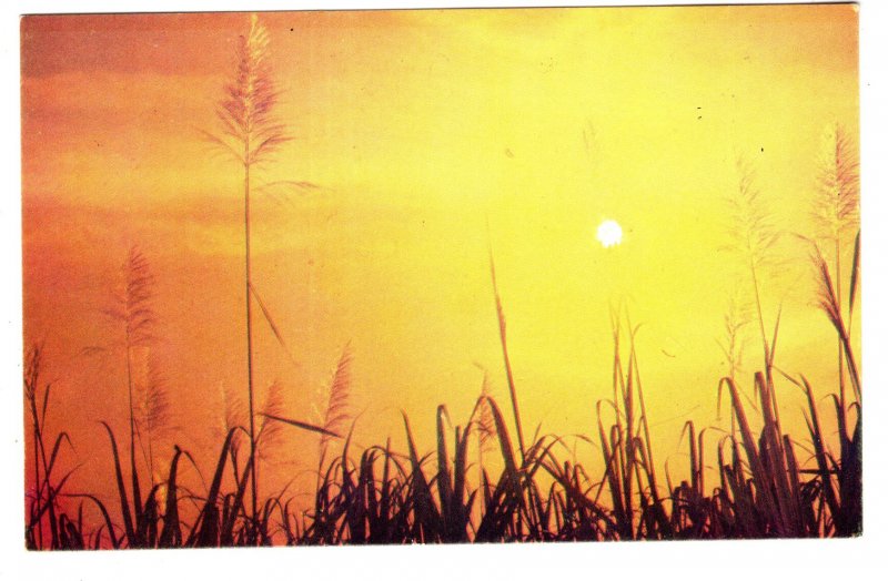 Sugar Cane Arrows at Sunset, Trinidad