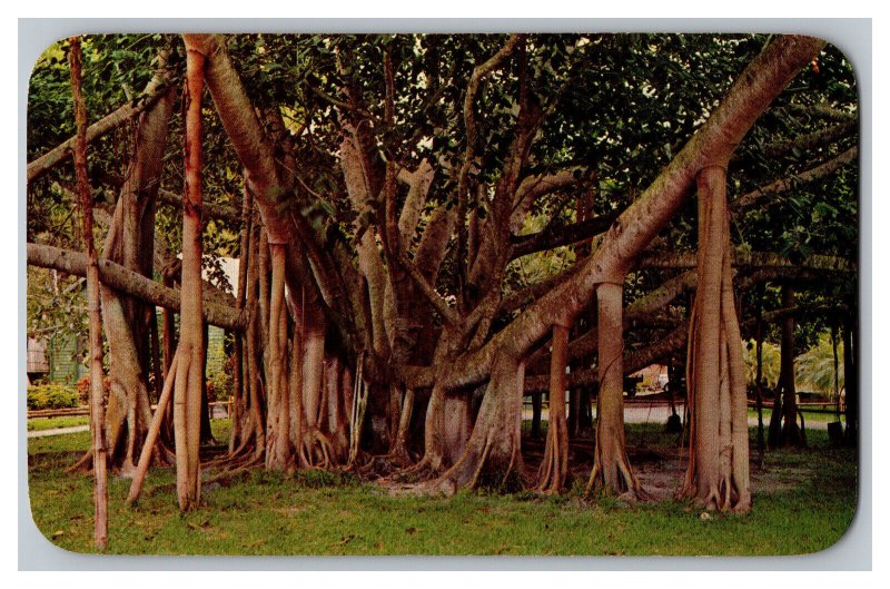 Banyan Tree The Indian Banyan Hawaii Postcard 