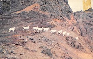 Alaskan Mountain Sheep  