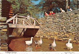 Village Geese - 