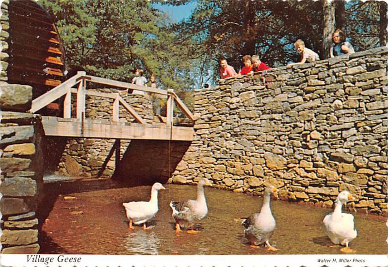 Village Geese - 