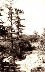 Real Photo Postcard Pines on Ridge of Backbone State Park in Dundee, Iowa~134506