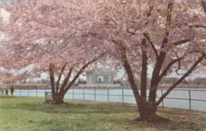 Washington D C The Jefferson Memorial At Cherry Blossom Time