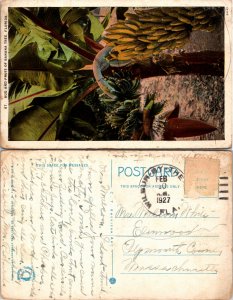 Bud and Fruit of Banana Tree (23557