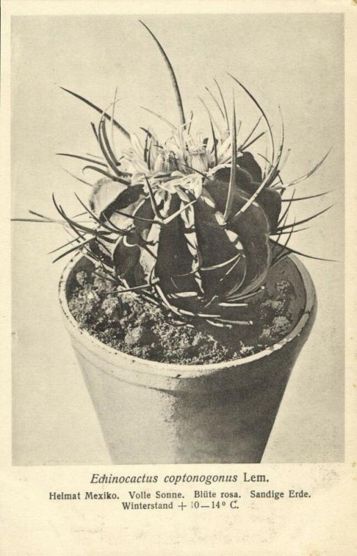 Cactus Cactaceae, Echinocactus Coptonogonus Lem. (1920s) Otto Stoye Postcard