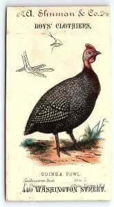 c1880 BOSTON A SHUMAN & CO BOYS CLOTHIERS GUINEA FOWL BIRD TRADE CARD Z1436