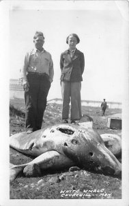 White Whale Churchill, Man Canada Real Photo Unused crease right top corner, ...