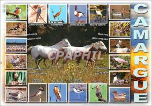 CPM En Camargue 