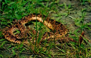 Snakes Eastern Diamond Back Rattlesnake