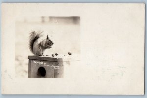 Squirrel Postcard RRPC Photo Eating Nuts Columbus Ohio OH c1905 Antique Unposted