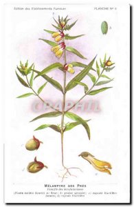 Old Postcard Fantasy Flowers Melampyre des Pres Family Scrofularinees