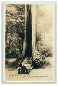 c1910 Big Hollow Tree Stanley Park Vancouver Canada RPPC Photo Car Postcard 