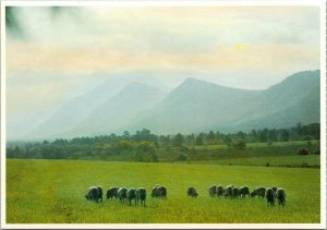 postcard - South Africa - sheep grazing below the Tzitzikama Mountains