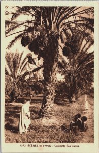 Algeria Scenes et Types Cueillette des Dattes Vintage Postcard C170