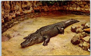 M-47687 Huge Florida Alligator Sarasota Jungle Gardens