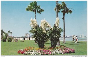 Cole Park , CORPUS CHRISTI , Texas , 50-60s