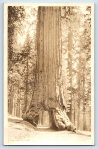 C. 1910 Road Through Tree Chandelier RPPC Postcard F144E