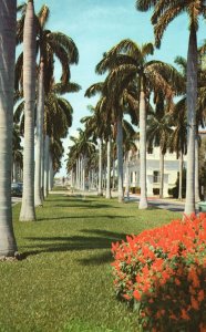 Vintage Postcard 1961 Avenue of Magnificent Royal Palms Thoroughfare Florida FL