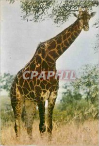 Postcard Modern Giraffe Kruger National Park