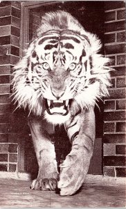 Postcard ZOO SCENE Chicago Illinois IL AI5421