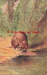 George Rankin, J Salmon No 2597, Water Rat