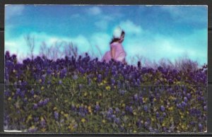 Texas - Blue Bonnets - State Flower - [TX-055]