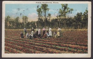 Picking Strawberries in Florida pm1920 - WB