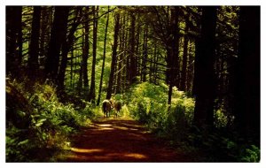 Postcard ROAD SCENE Point Reyes National Seashore California CA AU5471