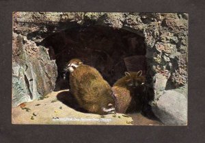 IL Raccoon Cave Animals Lincoln Park Zoo Chicago Illinois Postcard 1910 Vintage