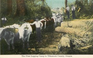 c1907 Postcard; First Logging Camp in Tillamook County Oregon OR, Men & Oxen