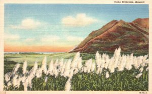 Vintage Postcard Cane Blossoms Mountain Farm Ocean In Distance Attraction Hawaii