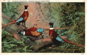 Vintage Postcard 1938 Chinese Pheasants Famous Game Birds Idaho Wesley Andrews